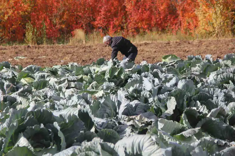 Deden toruna kalan ata tohumundan üretilen lahanaların hasadı başladı
