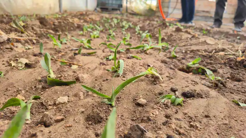 Kadın üreticilere salep fidesi dağıtıldı
