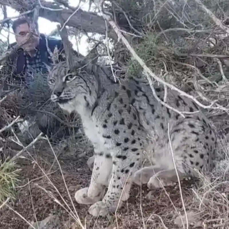 Van’da vaşak görüntülendi
