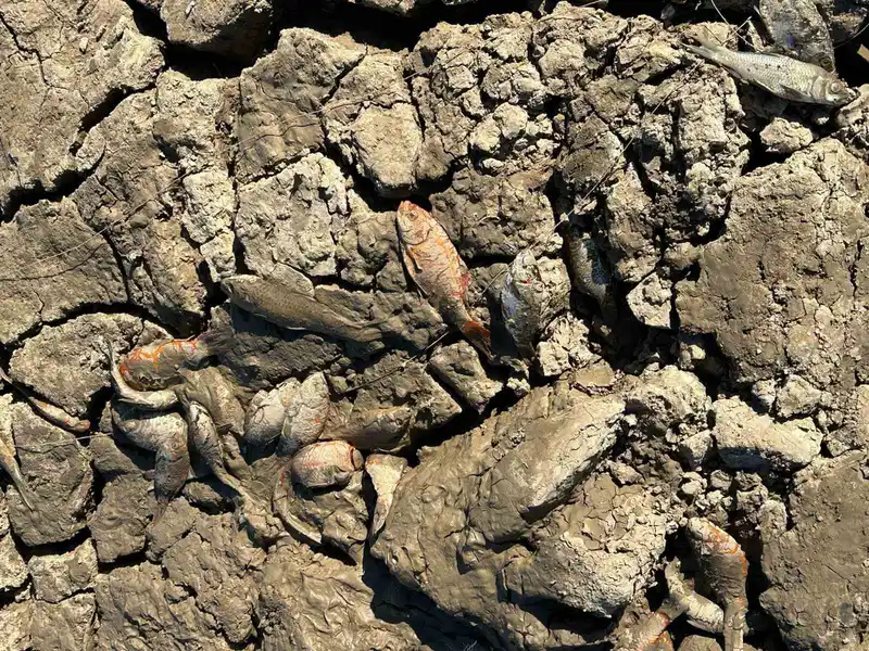 Siirt’te balık teleflerine karşı gölete 150 tonluk su takviyesi
