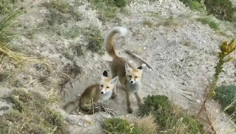 Doğanın sevimli yüzü: Tilki ailesi havadan görüntülendi
