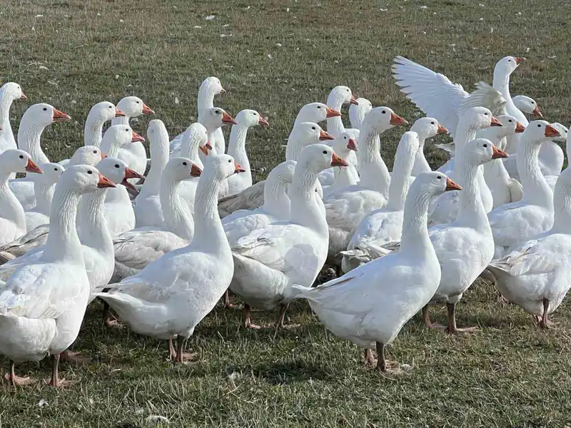 Kars’ta sofralarının vazgeçilmezi: ’Kar yiyen kazlar’ kesime hazır

