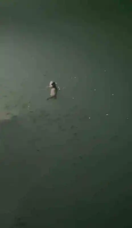 Tunceli’de su samuru görüntülendi
