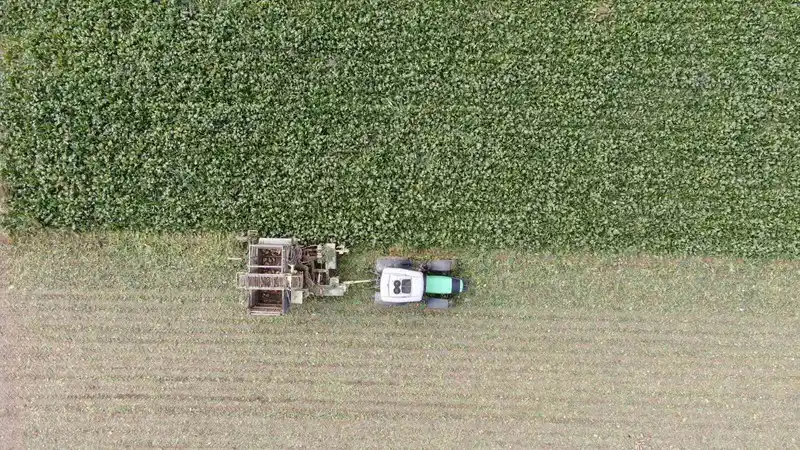 Kastamonu’da çiftçilerin zorlu pancar mesaisi devam ediyor
