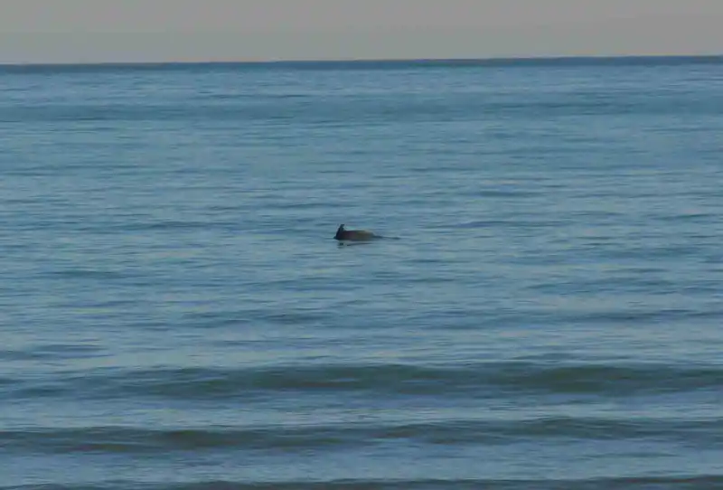 Ordu’da Yunus şöleni: Balık avı kameralara yansıdı
