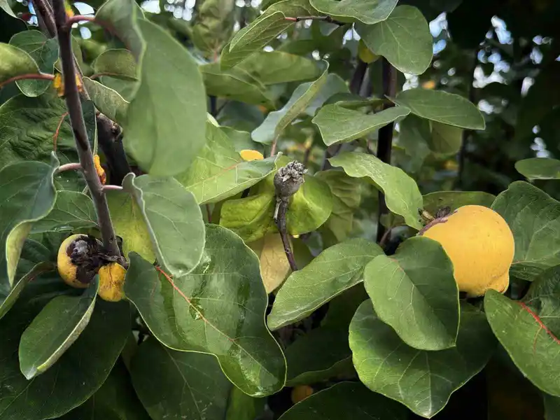 Dalların altın sarısını don vurdu: 10 dönüm tarladan 2 kasa ayva çıktı
