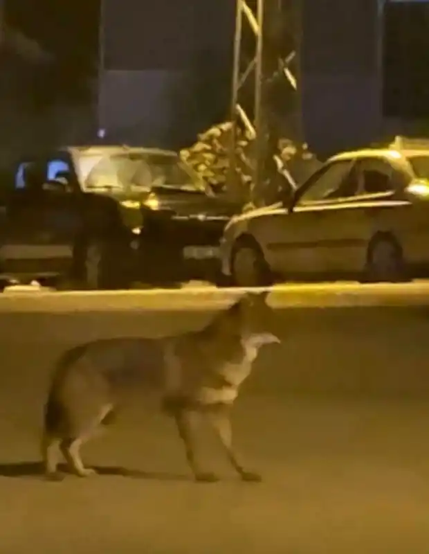 Mahallede yiyecek arayan tilki kamerada
