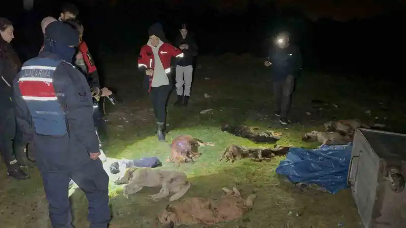 Samsun’da çöp konteynerinde 9 telef olmuş köpek bulundu
