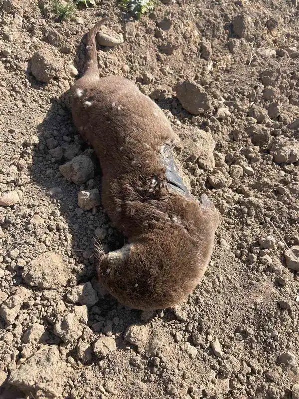 Batman’da koruma altındaki su samuru telef olmuş halde bulundu

