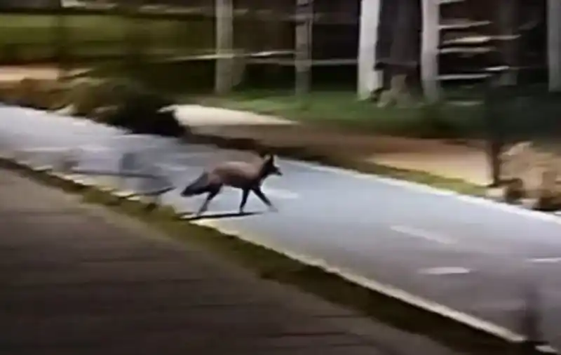 Tekirdağ sahilde tilki görüntülendi
