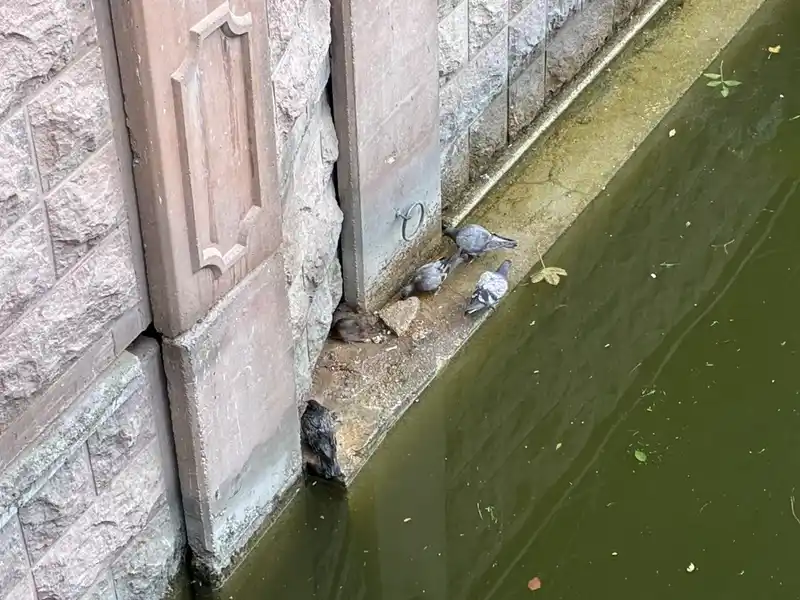 Güvercinler ve fareler yemeklerini paylaştı
