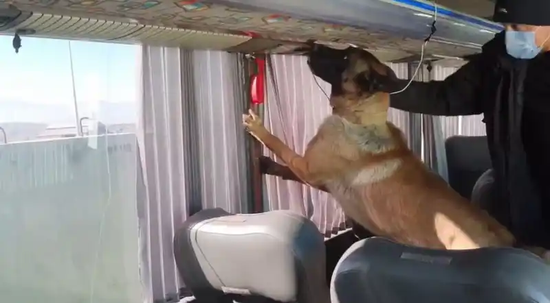 Otobüs bagajında skunk düzeneği: 8 kilo zehir ele geçirildi
