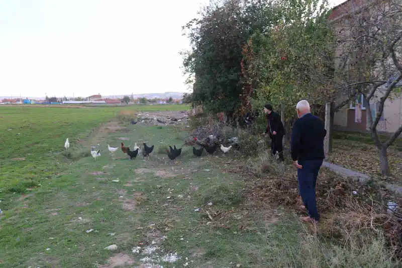 11 tavuğu köpeklerce telef edilen mahalleli hayvanlarını korumak için çobanlık yapıyor
