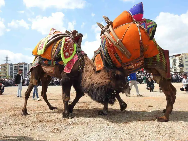 Buldan deve güreşlerine şap engeli
