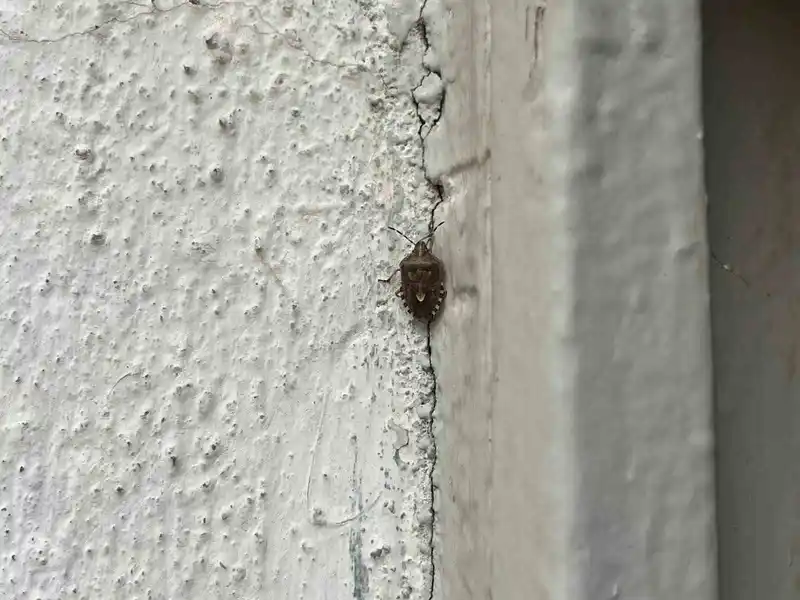 Bayburt’ta kokarca böceği görüldü
