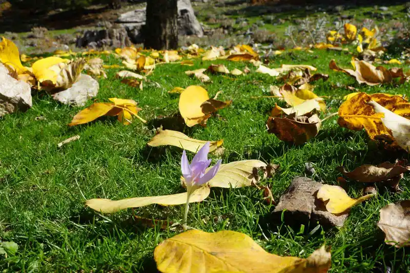 Aydın dağları sonbahara kucak açtı

