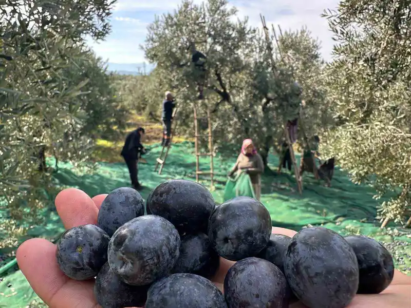 İsviçre sofralarını süsleyen zeytinde bu yıl kalite yüksek
