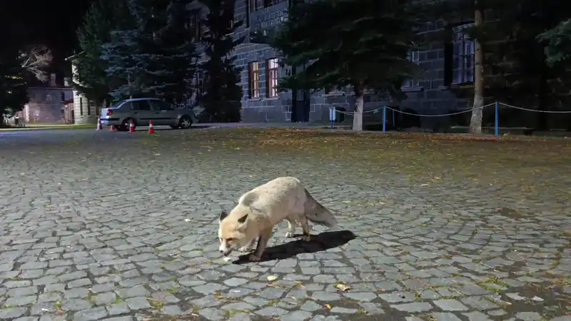 Tilkiyi bisküvi ile besledi, o anları kayda aldı
