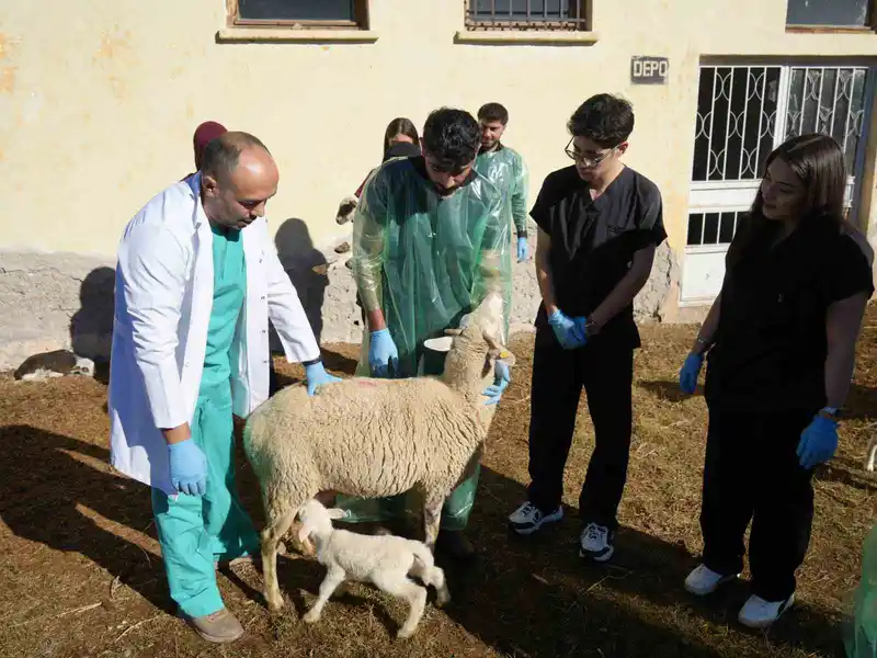 Küçükbaş hayvancılığa akademik dokunuş: 13 koyun 24 süt kuzusu doğurdu
