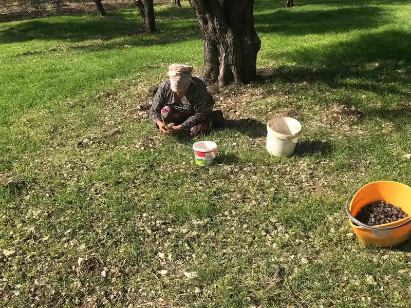 Zeytinin en doğal hali: Karaburun Furma Zeytini hasadı başladı
