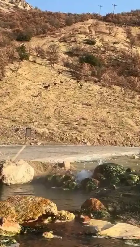 Elazığ’da nesli tükenme tehdidi altında olan dağ keçileri görüldü
