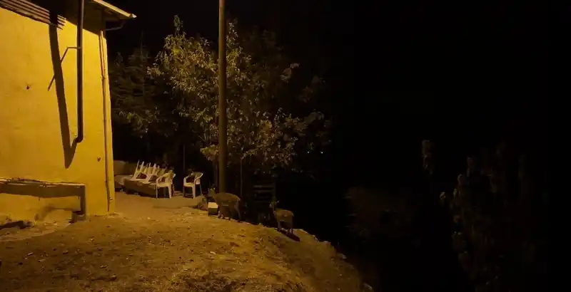 Dağ keçileri evlerin arasında yiyecek ararken görüntülendi
