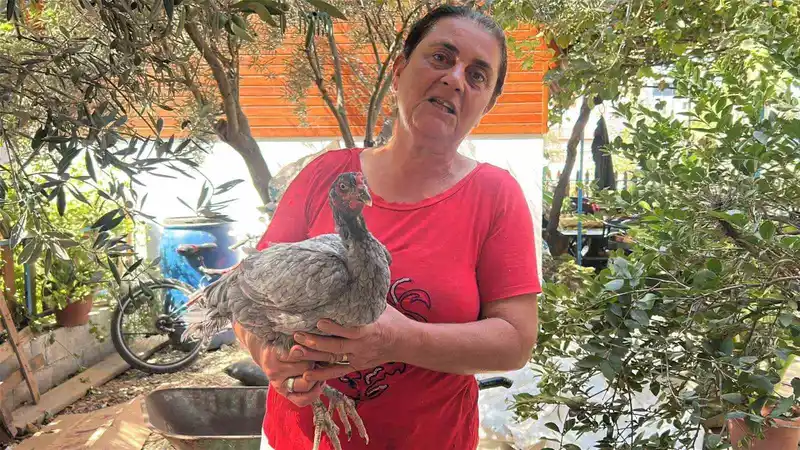 Kümesindeki 100 tavuk içerisinde mavi yumurtlayan 2 tavuğuna 10 yıldır gözü gibi bakıyor
