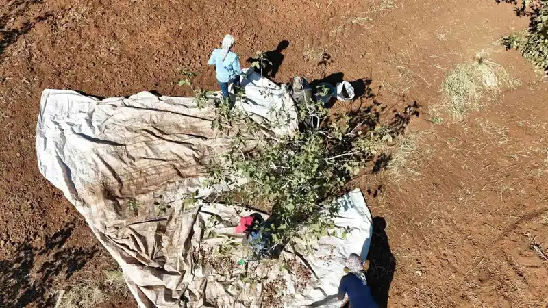 İdil’de fıstık hasadı başladı
