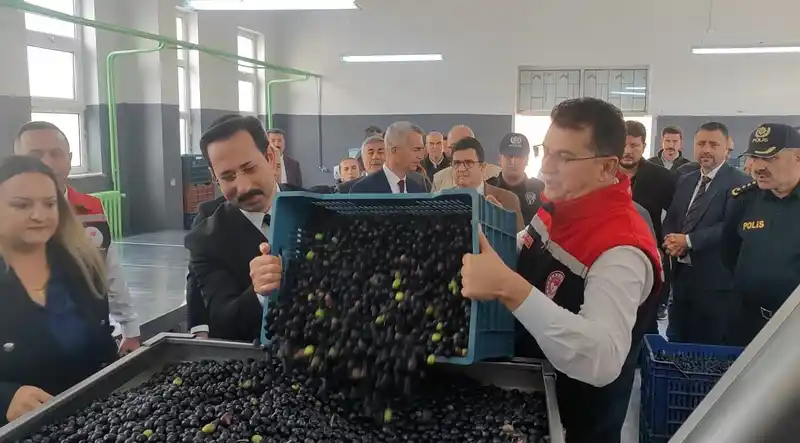 Şarköy’de zeytin hasadı yapıldı
