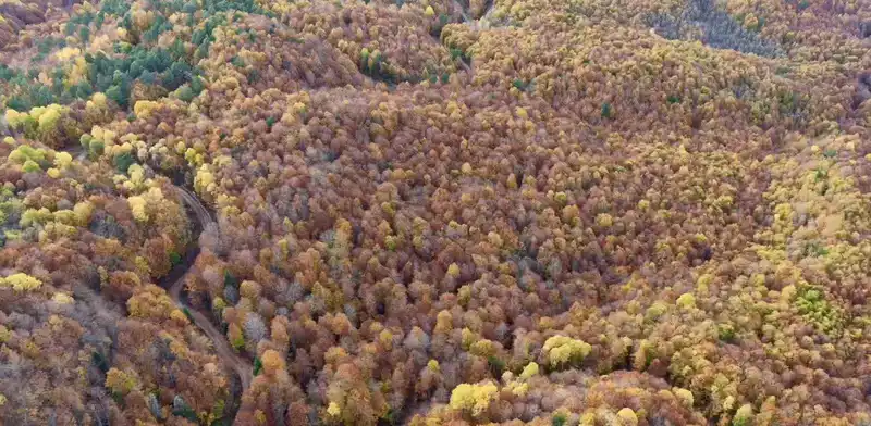Bolu’da ormanlık alanlarda sonbahar güzelliği
