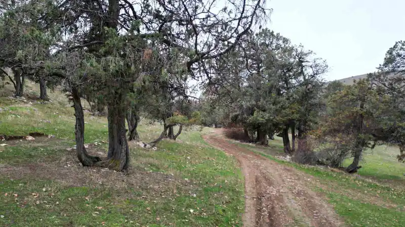 Bu ormana asırlardır balta girmiyor, kuruyup yıkılan ağaçlarda ormanda bırakılıyor
