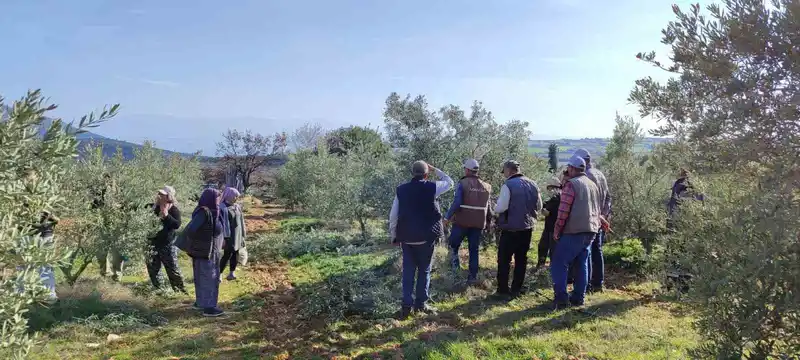 Salihli’de ücretsiz zeytin budama kursu başlıyor
