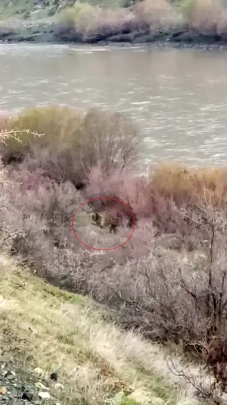 Palu’da balıkçının karşısına ayı ve yavrusu çıktı
