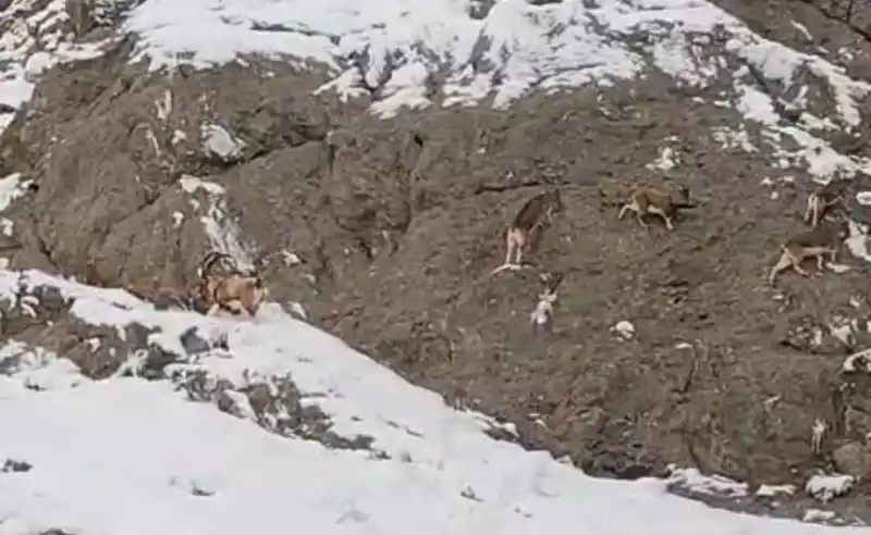 Güzeldere’nin karla kaplı yamaçlarda dağ keçileri görüntülendi
