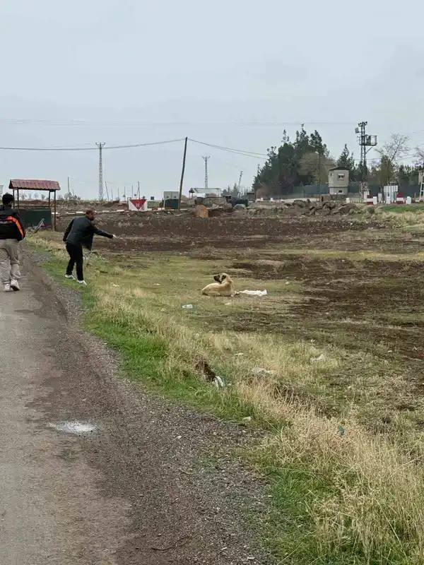Diyarbakır’da sokak hayvanlarına kuduz aşısı uygulandı