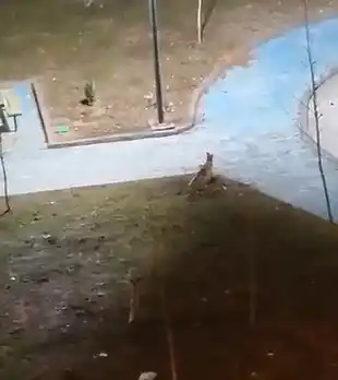 Şanlıurfa’da yiyecek arayan 2 tilki kent merkezine indi