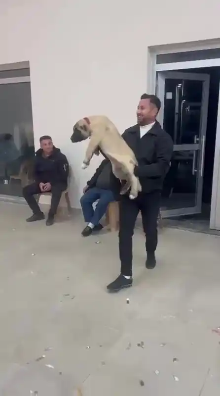Damadın arkadaşı düğün hediyesi olarak 100 bin liralık köpek hediye etti