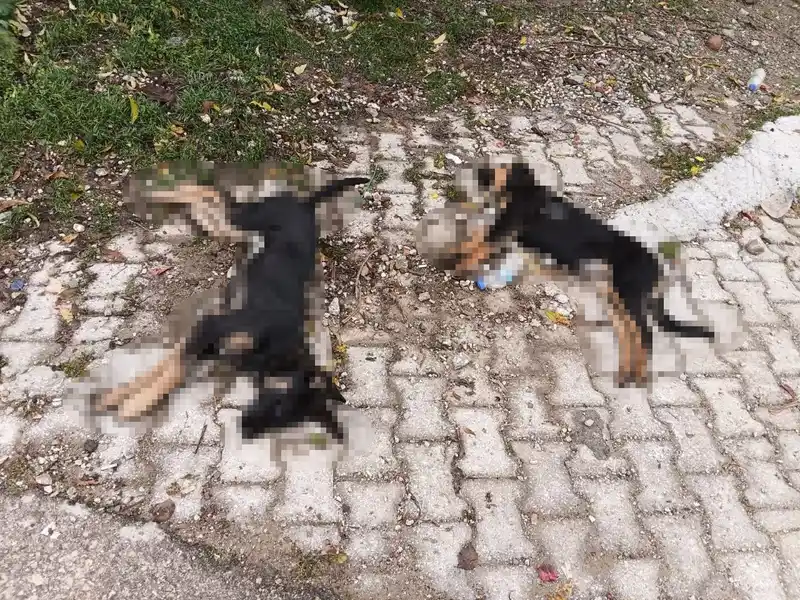 Isparta’da art arda yaşanan köpek ölümlerine valilik inceleme başlattı