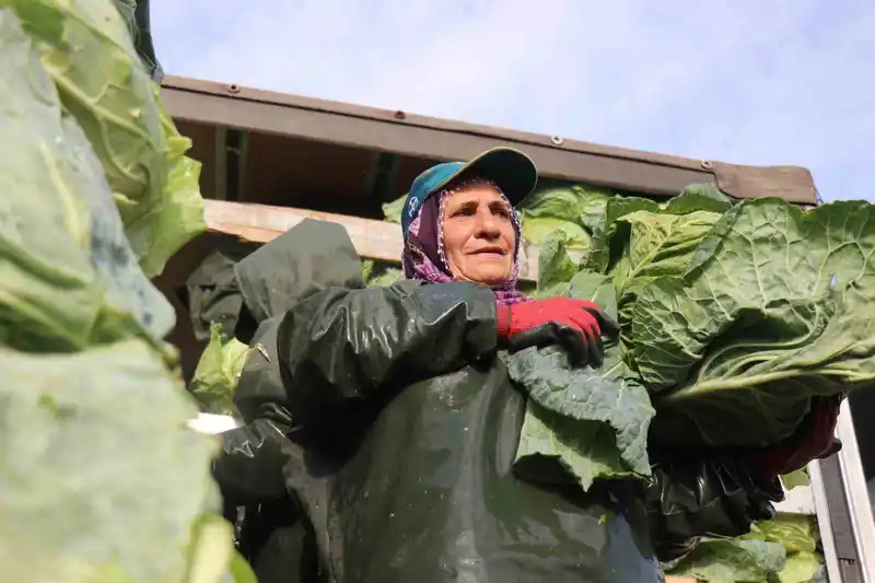 Hasadın yükünü kadınlar taşıyor: Yağmur, çamur demeden bin bir zorluklarla çalışıyorlar