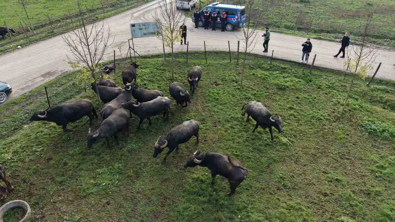 Düzce’de manda yetiştiriciliğine güçlü destek
