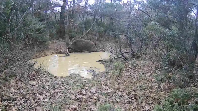 Tekirdağ’da domuz sürüsü görüntülendi