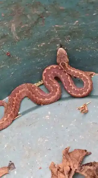 Doğu Karadeniz’de ayılardan sonra yılanlar da kış uykusuna yatmadı