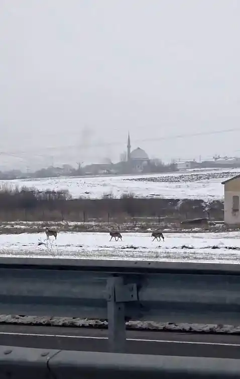 Aç kalan kurt sürüsü şehir merkezine indi