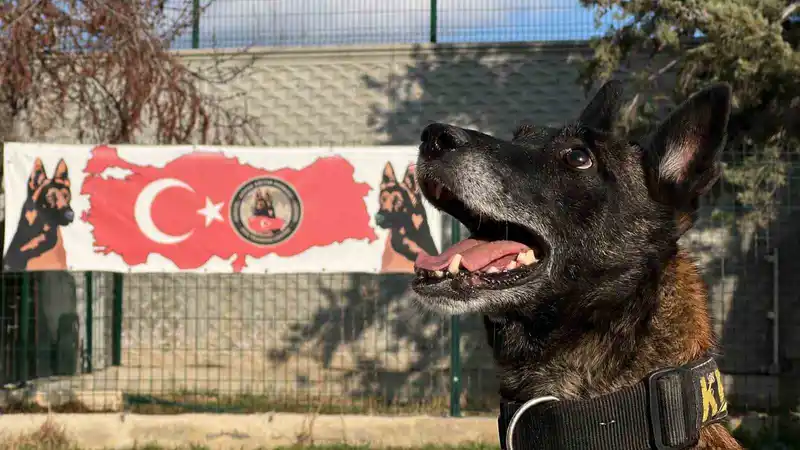 Uyuşturucu tacirlerinin ‘Bulamazlar’ dedikleri zulaları burunları ile patlatıyorlar