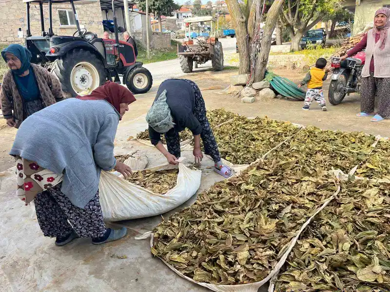 Hasadı tamalanan tütünler satış için hazırlanıyor