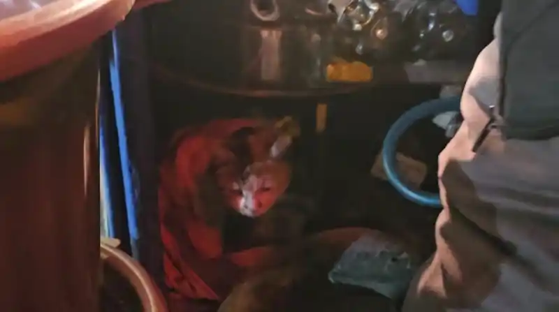 Sokak kedisine üşümesin diye kestane kazanının yanında bakıyor