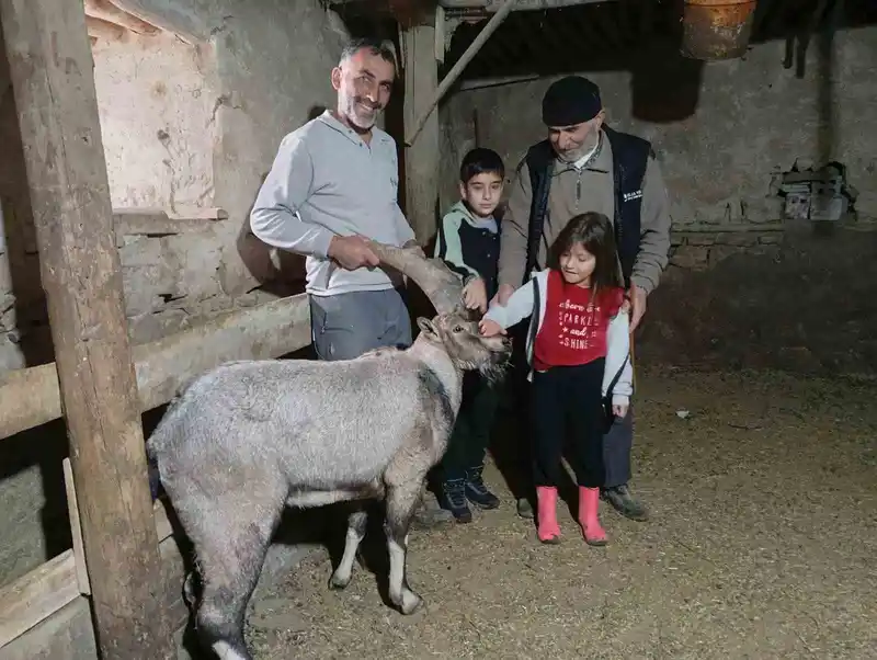 Yaralı halde buldukları dağ keçisine ‘Garip’ adını verdiler