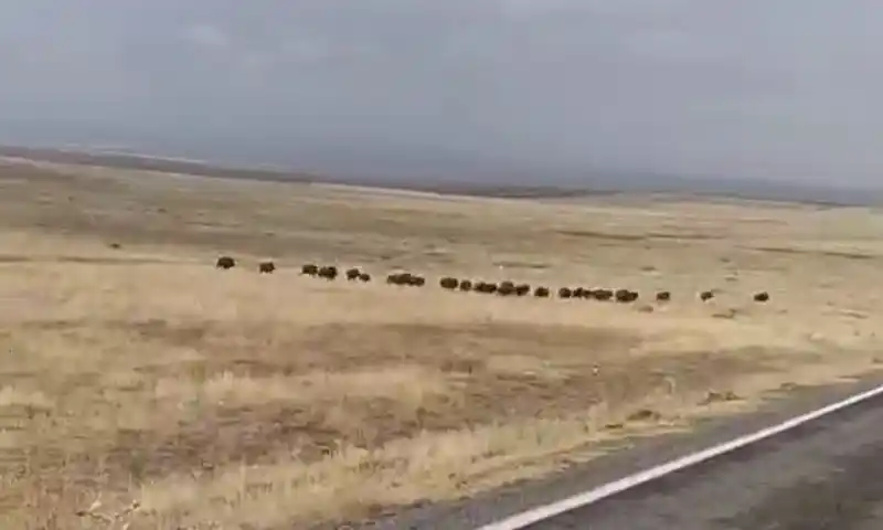 Malazgirt’te domuz sürüsü görüntülendi