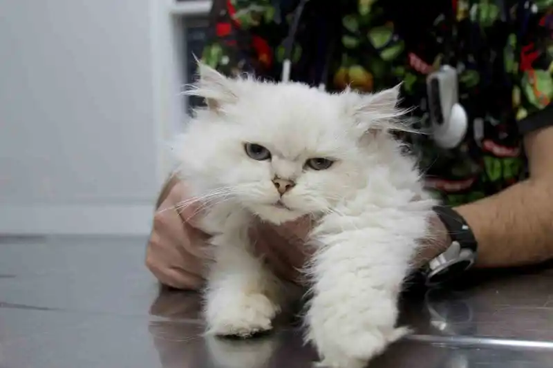 Kedide dünyada görülmemiş anomali: Başarılı operasyonla sağlığına kavuştu