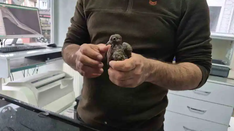 Duyarlı vatandaştan örnek davranış: Yolda bulduğu kumruya su verip veterinere teslim etti